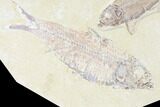 Pair Of Large, Detailed Knightia Fossil Fish - Wyoming #86525-2